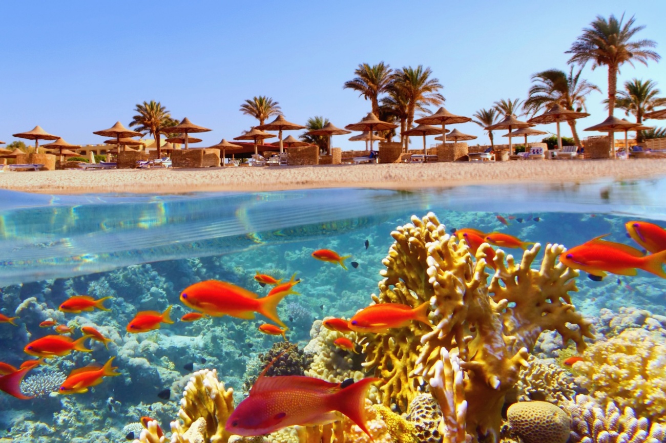 Hurghada: il Mar Rosso come non l'hai mai visto. Il paradiso è a poche ore di volo! 🌊☀️ Pacchetto turistico Alpitour INCLUSO NEL PROGRAMMA : Voli low cost wizz air da Roma e/o Milano MXP ALPICLUB JAZ SOMA BEACH 4**** Trattamento di All Inclusive Trasferimenti , assicurazioni , tasse aeroportuali e assistenza Da € 1050,00 a persona